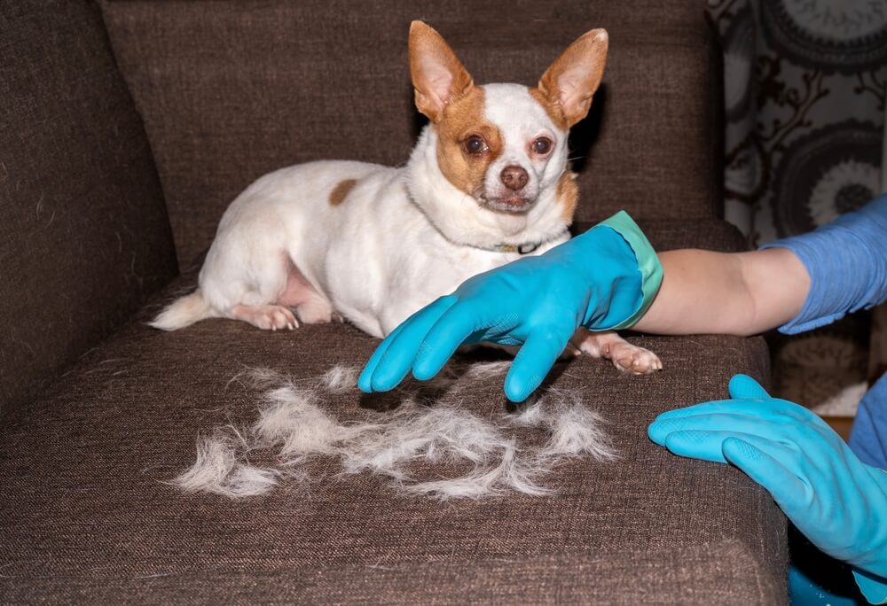 Dog Hair on Sofa